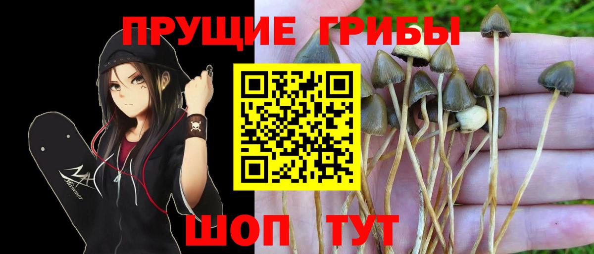 Усть-Джегута  Галлюциногенные грибы GOLDEN TEACHER  Вход с VPN 